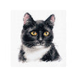 zwarte-kat-met-witte-borst-borduurpakket - Alisa
